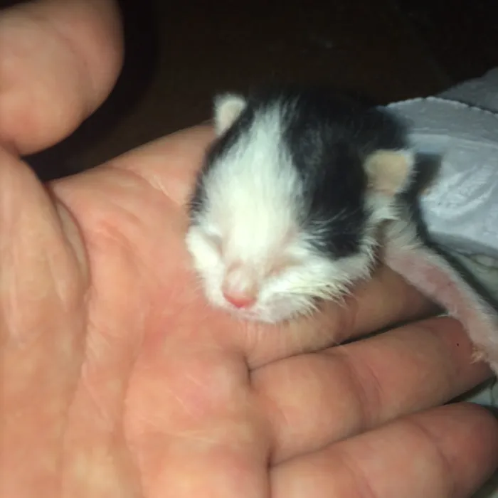 Gato raça  idade Abaixo de 2 meses nome Vitoria