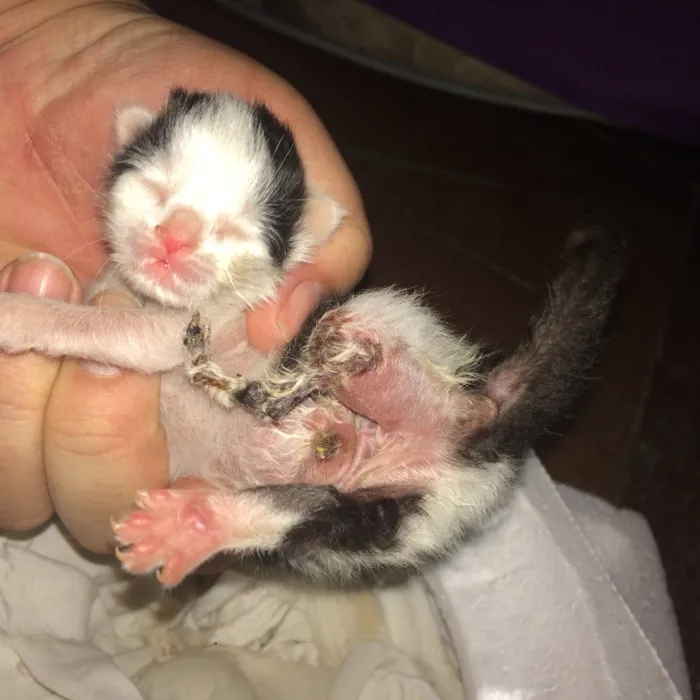 Gato raça  idade Abaixo de 2 meses nome Vitoria