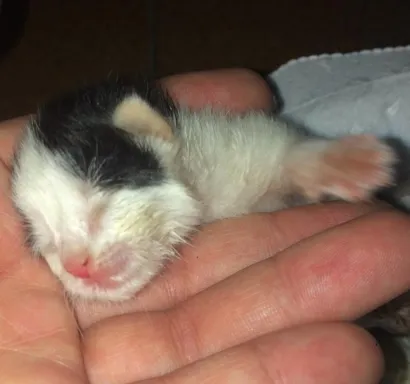 Gato raça  idade Abaixo de 2 meses nome Vitoria