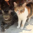 Alice & Diva