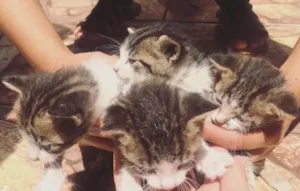 Gato raça não sei idade Abaixo de 2 meses nome Gatíneos
