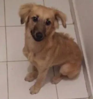 Cachorro raça Mestiça idade 2 a 6 meses nome Maia