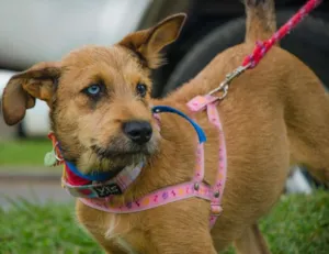 Cachorro raça SRD idade 7 a 11 meses nome BELIZA