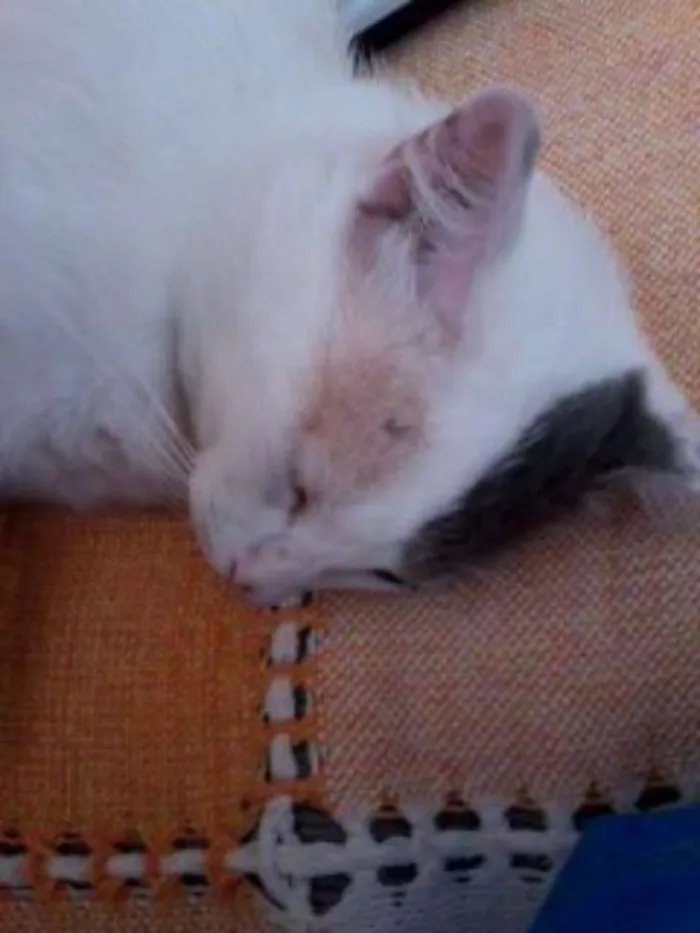 Gato ra a vira lata idade 2 anos nome Moris