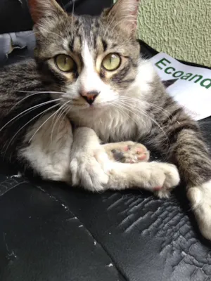 Gato raça Vira-lata idade 2 a 6 meses nome Joey