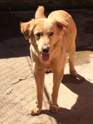 Cachorro raça Indeterminada idade 2 anos nome Meg, Buiú e Naga