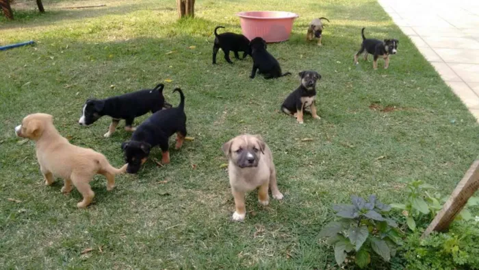 Cachorro raça vira lata idade Abaixo de 2 meses nome sem nome 