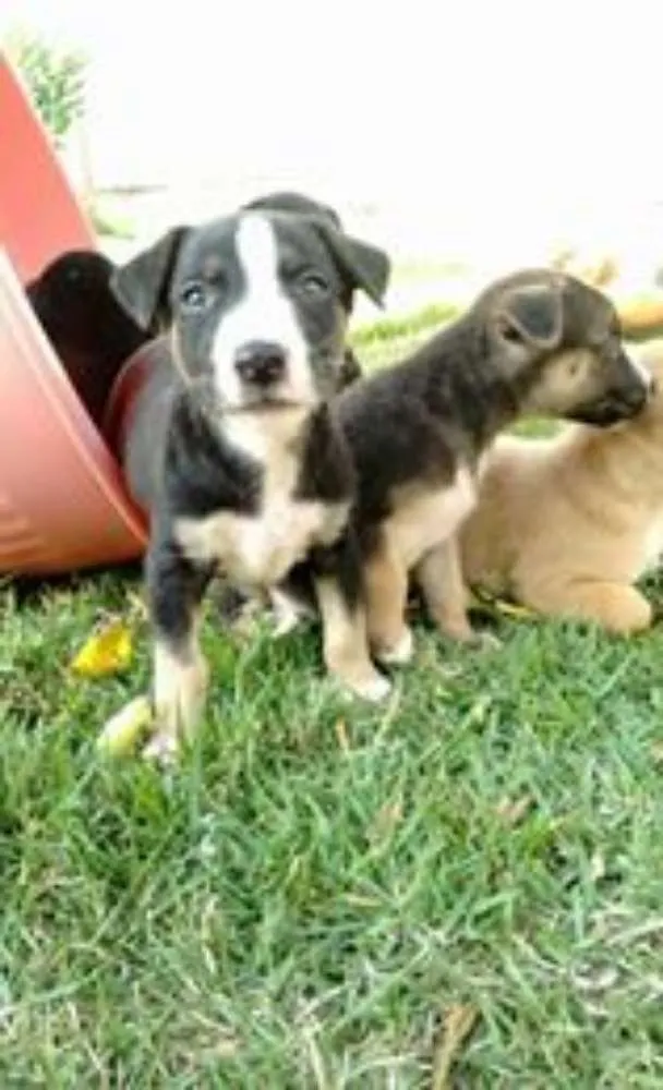 Cachorro raça vira lata idade Abaixo de 2 meses nome sem nome 