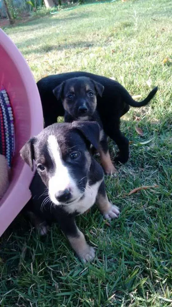 Cachorro raça vira lata idade Abaixo de 2 meses nome sem nome 