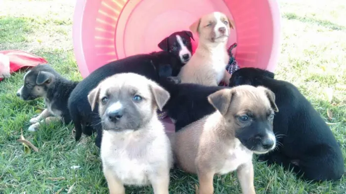 Cachorro raça vira lata idade Abaixo de 2 meses nome sem nome 