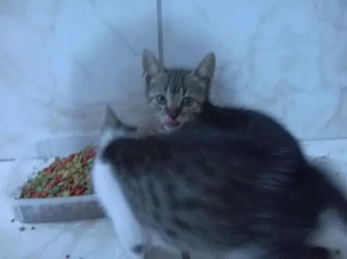 Gato raça vira lata idade 2 a 6 meses nome filhotinhos 