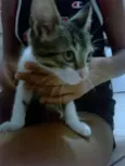 filhotinhos 
