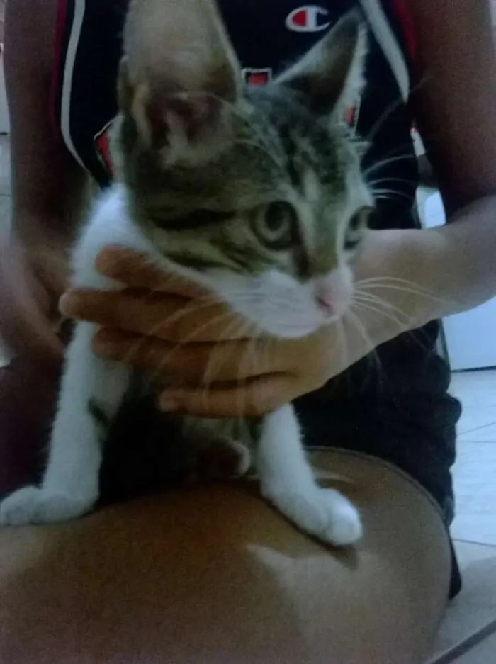 Gato raça vira lata idade 2 a 6 meses nome filhotinhos 