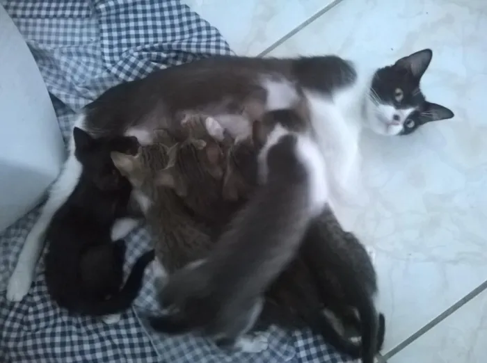 Gato raça vira lata idade 2 a 6 meses nome filhotinhos 