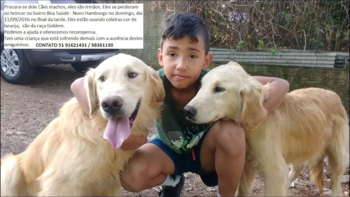 Cachorro ra a GOLDEM idade 2 anos nome GUGA GRATIFICA