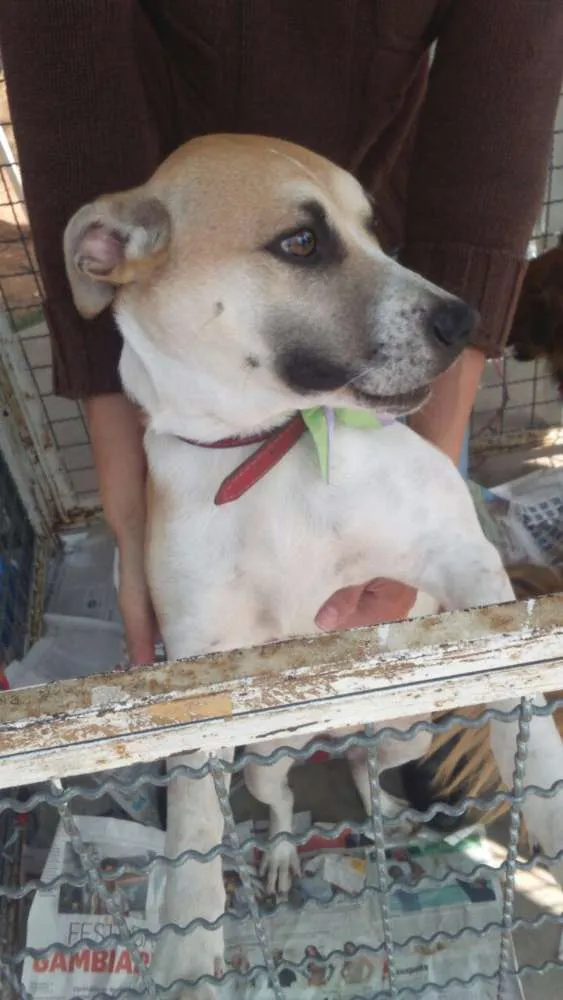 Cachorro ra a SRD idade 7 a 11 meses nome Clara