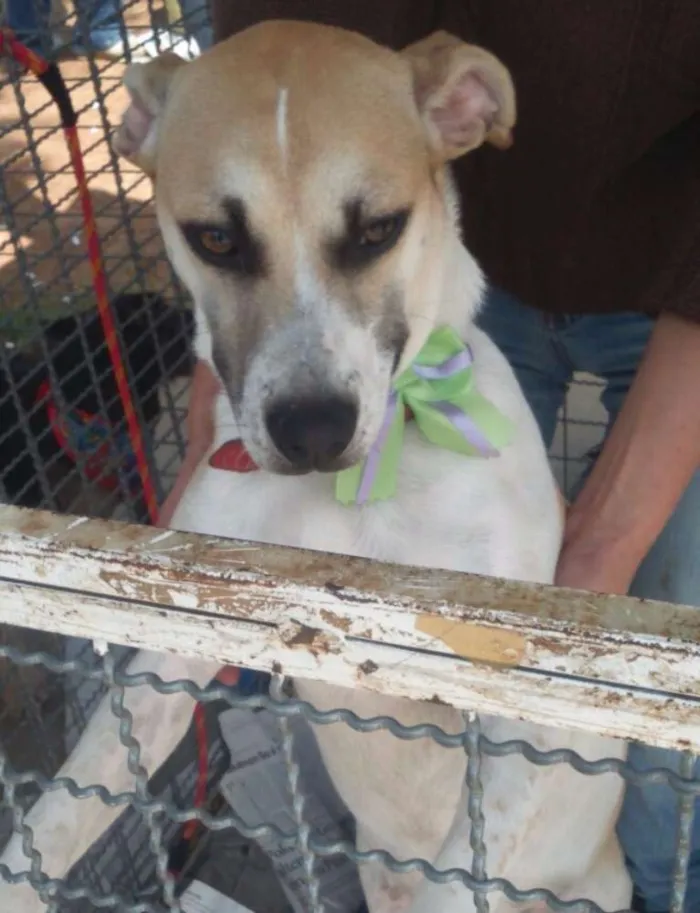 Cachorro ra a SRD idade 7 a 11 meses nome Clara