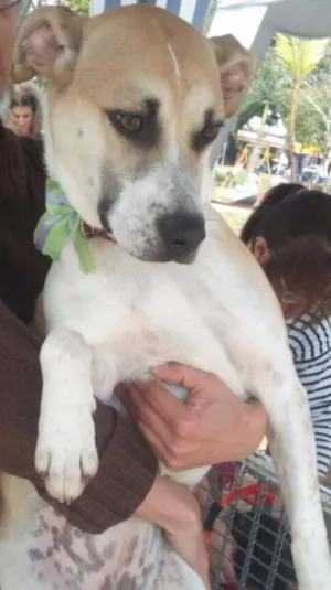 Cachorro raça SRD idade 7 a 11 meses nome Clara
