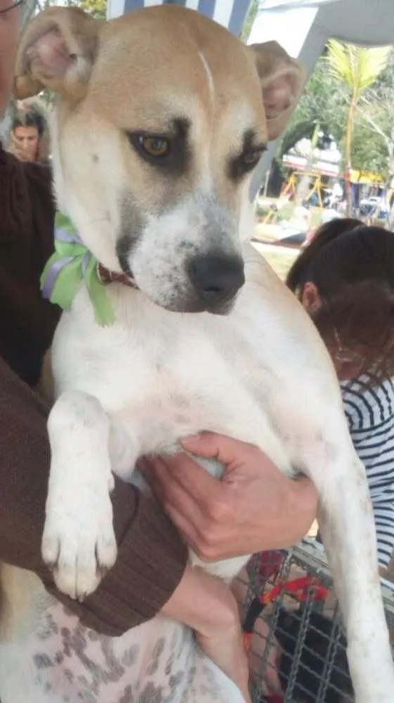 Cachorro ra a SRD idade 7 a 11 meses nome Clara