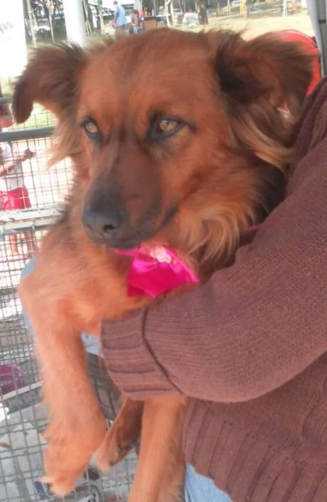 Cachorro ra a SRD idade 1 ano nome Rebeca