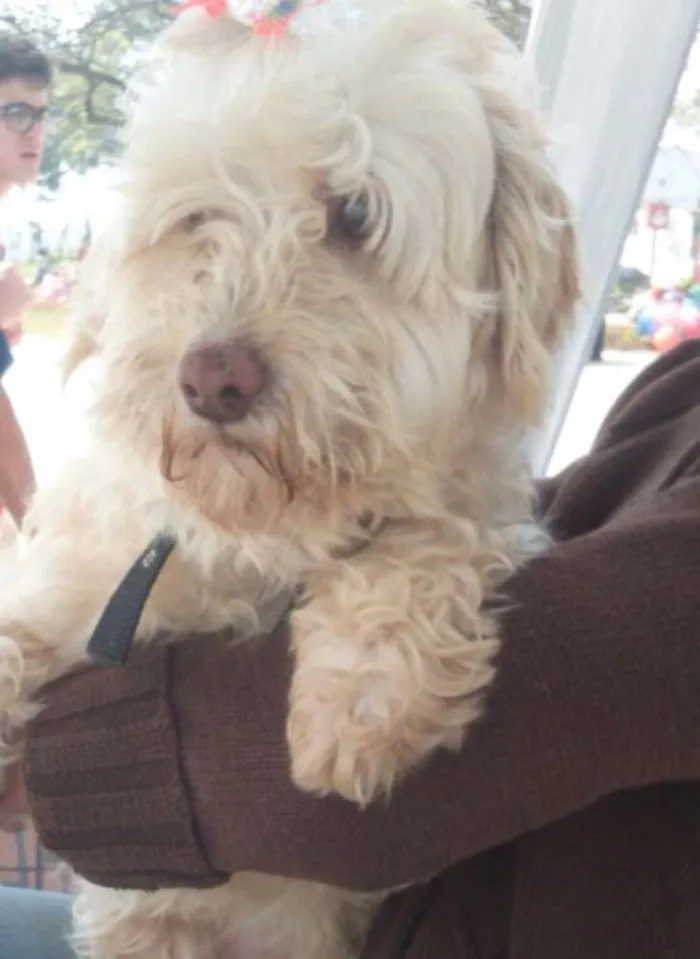 Cachorro ra a mix poodle idade 1 ano nome Paçoca