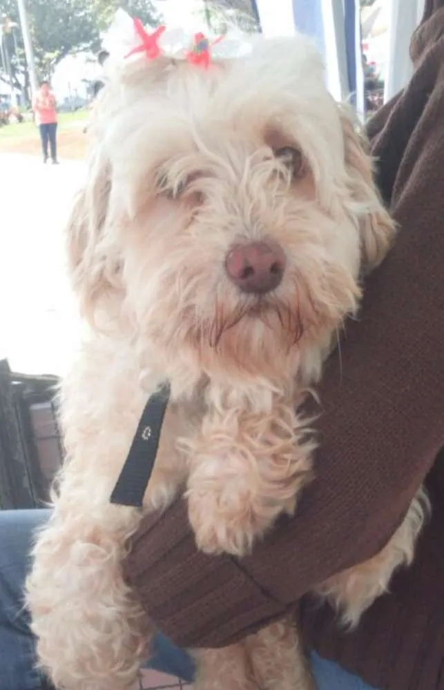 Cachorro ra a mix poodle idade 1 ano nome Paçoca