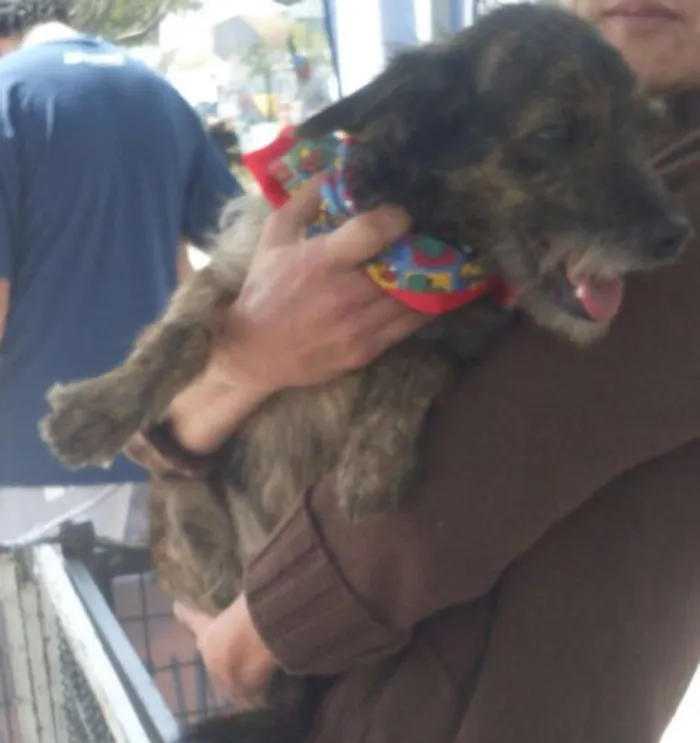 Cachorro raça SRD idade 7 a 11 meses nome Tonico