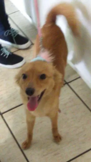 Cachorro raça SRD idade 1 ano nome Belinha