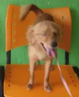 Belinha