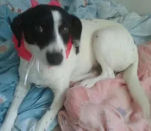 Cachorro raça SRD idade 7 a 11 meses nome Molly