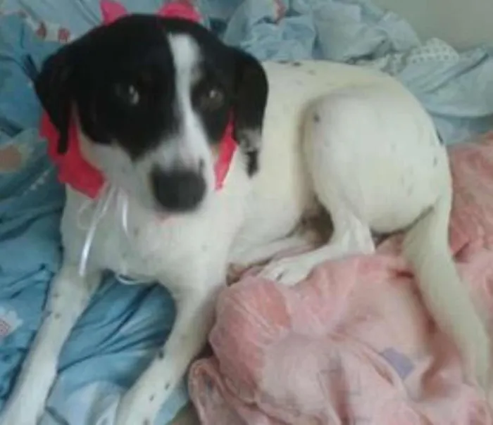 Cachorro ra a SRD idade 7 a 11 meses nome Molly