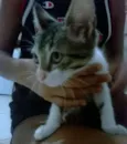 filhotinhos 
