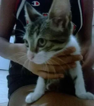 Gato raça vira lata idade 2 a 6 meses nome filhotinhos 