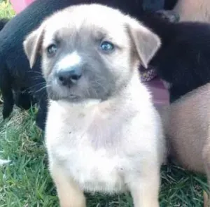 Cachorro raça vira lata idade Abaixo de 2 meses nome sem nome 