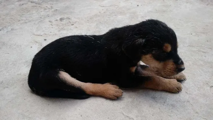 Cachorro raça SRD idade Abaixo de 2 meses nome SEM NOME