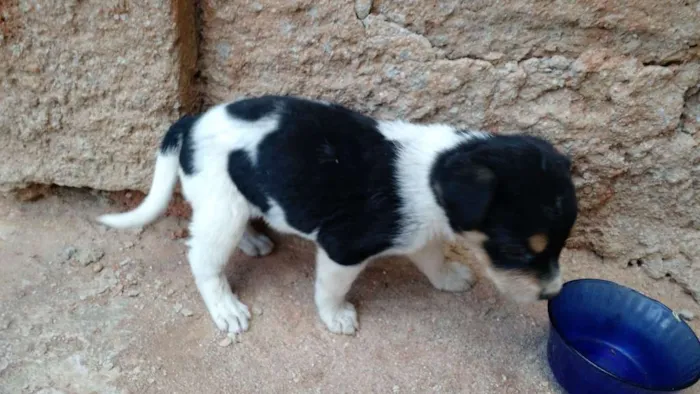 Cachorro raça Srd idade Abaixo de 2 meses nome Sem nome