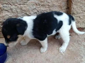 Cachorro raça Srd idade Abaixo de 2 meses nome Sem nome
