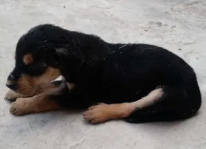 Cachorro raça SRD idade Abaixo de 2 meses nome SEM NOME
