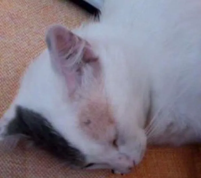 Gato ra a vira lata idade 2 anos nome Moris