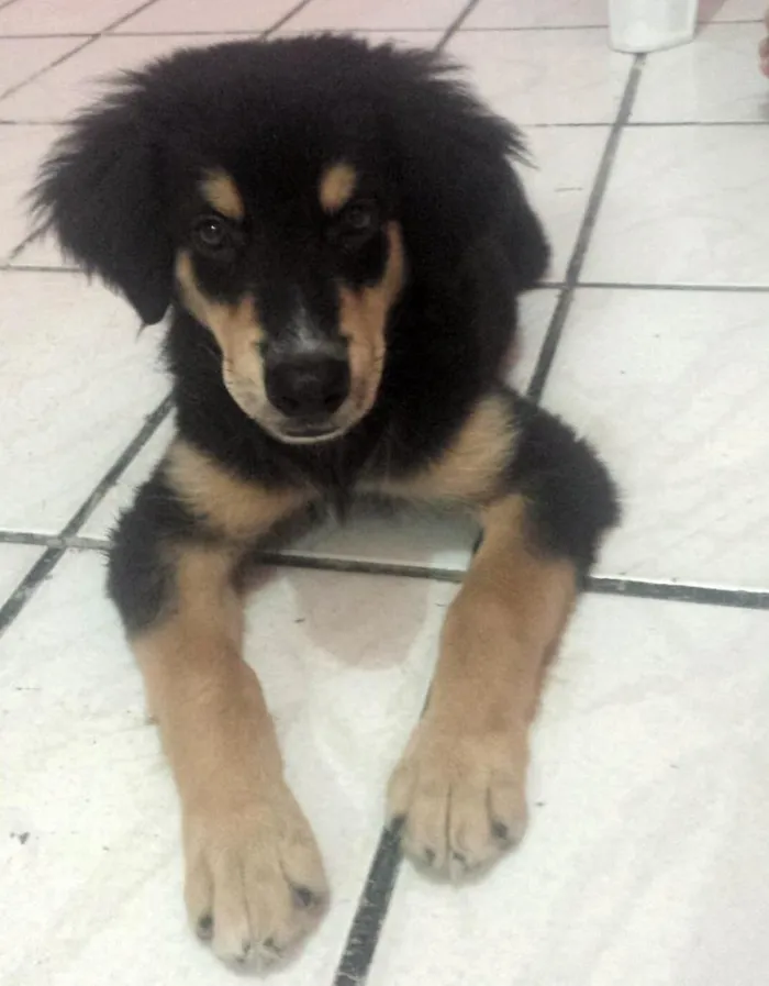 Cachorro raça Misto de Pastor Alemão e Labrador idade 7 a 11 meses nome Fred