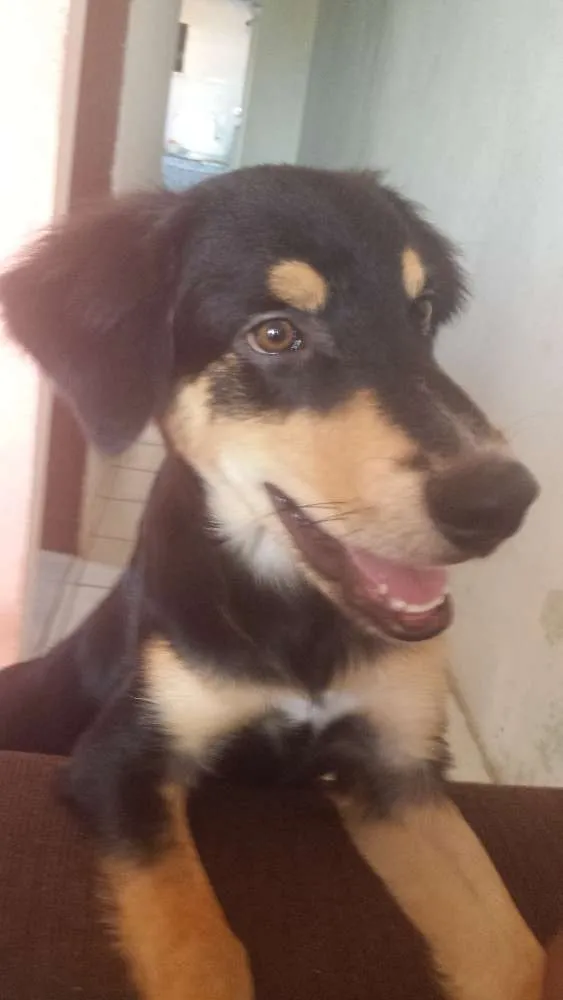 Cachorro raça Misto de Pastor Alemão e Labrador idade 7 a 11 meses nome Fred