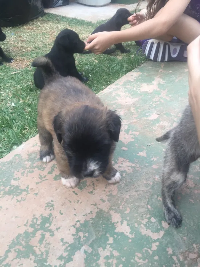 Cachorro ra a SRD  idade 2 a 6 meses nome Sem nome 