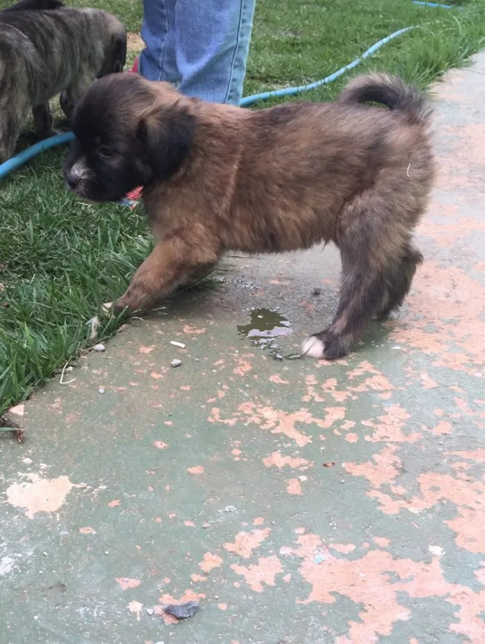 Cachorro ra a SRD  idade 2 a 6 meses nome Sem nome 