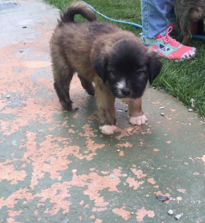 Cachorro ra a SRD  idade 2 a 6 meses nome Sem nome 