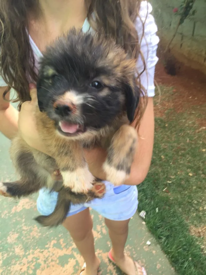 Cachorro ra a SRD  idade 2 a 6 meses nome Sem nome 