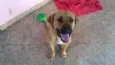 Chico