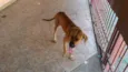 Chico