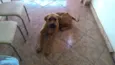 Chico