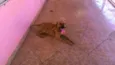 Chico
