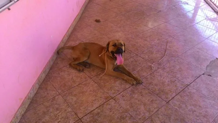 Cachorro ra a  idade  nome Chico